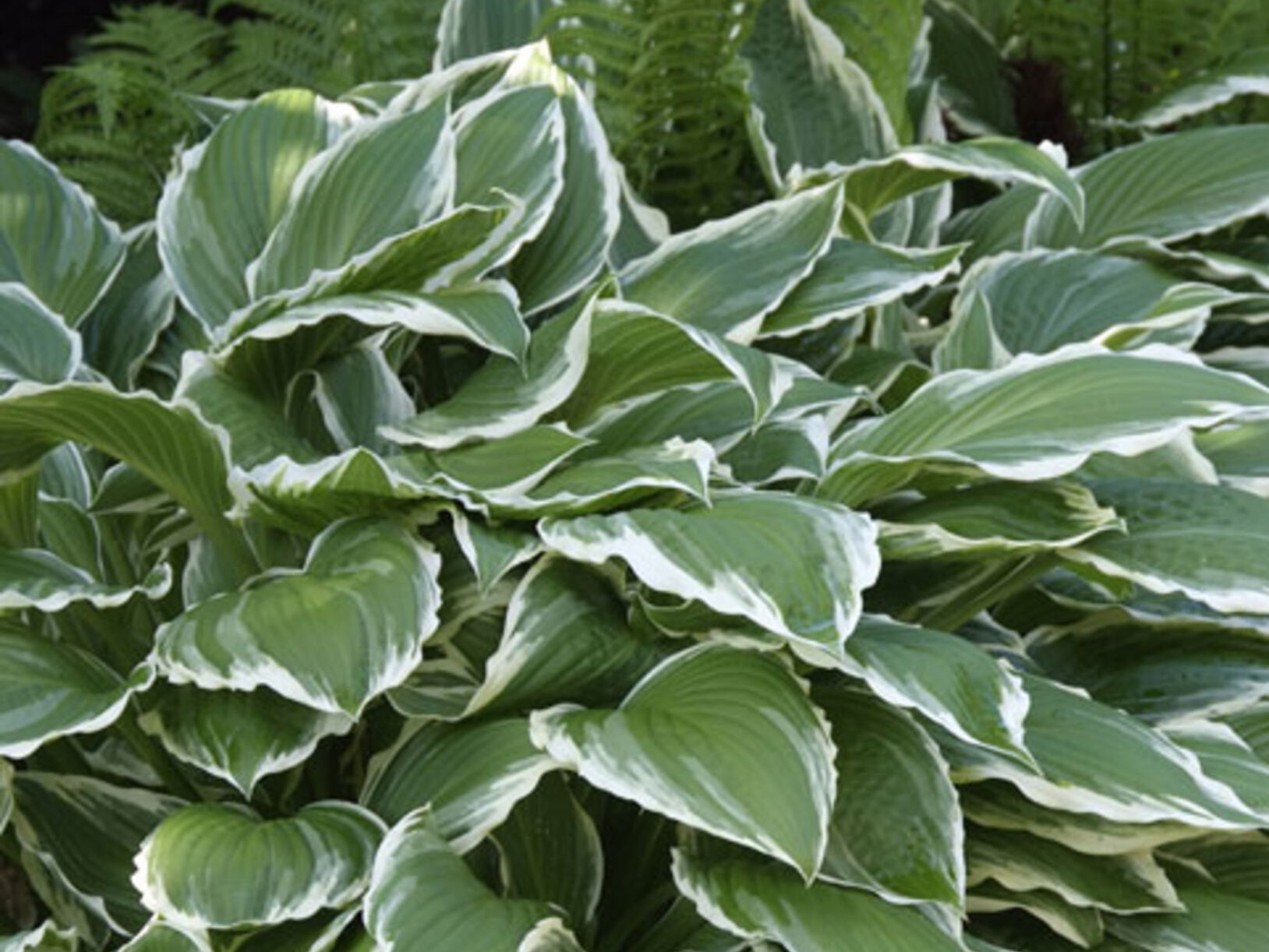 Schaduwplanten