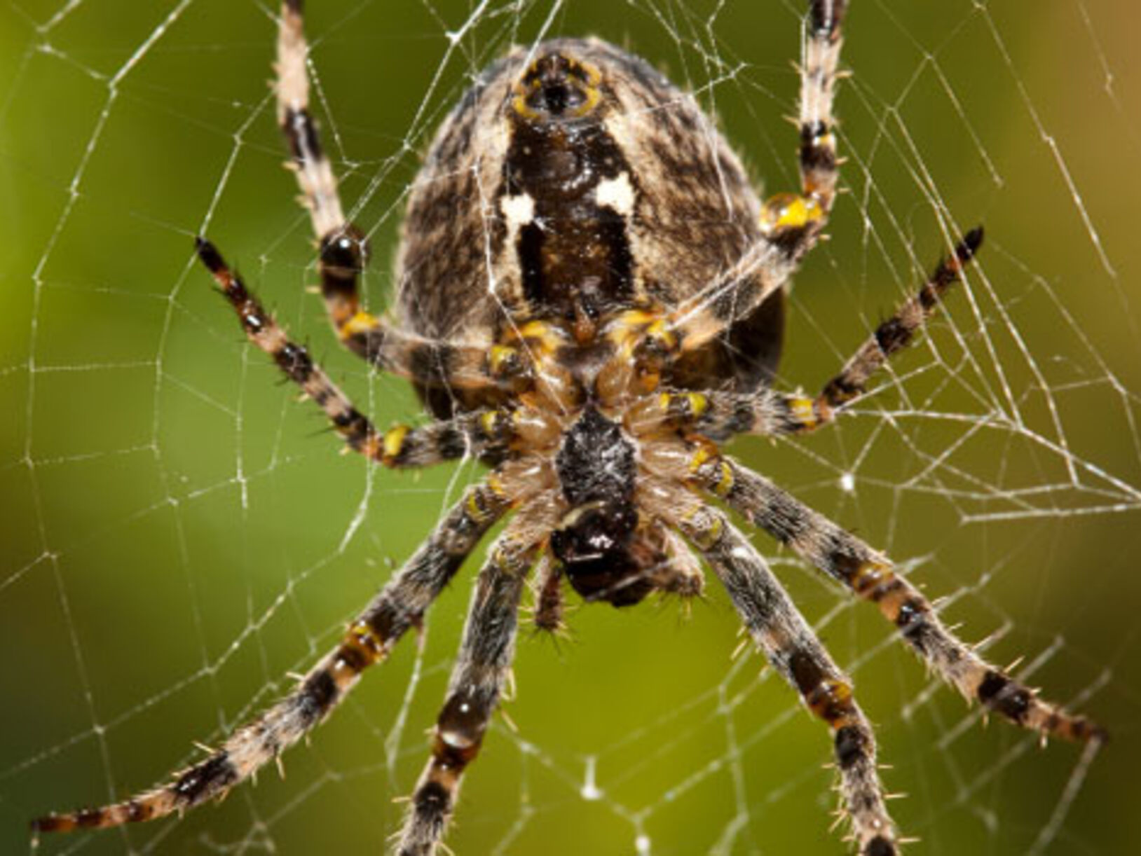 insecten in huis
