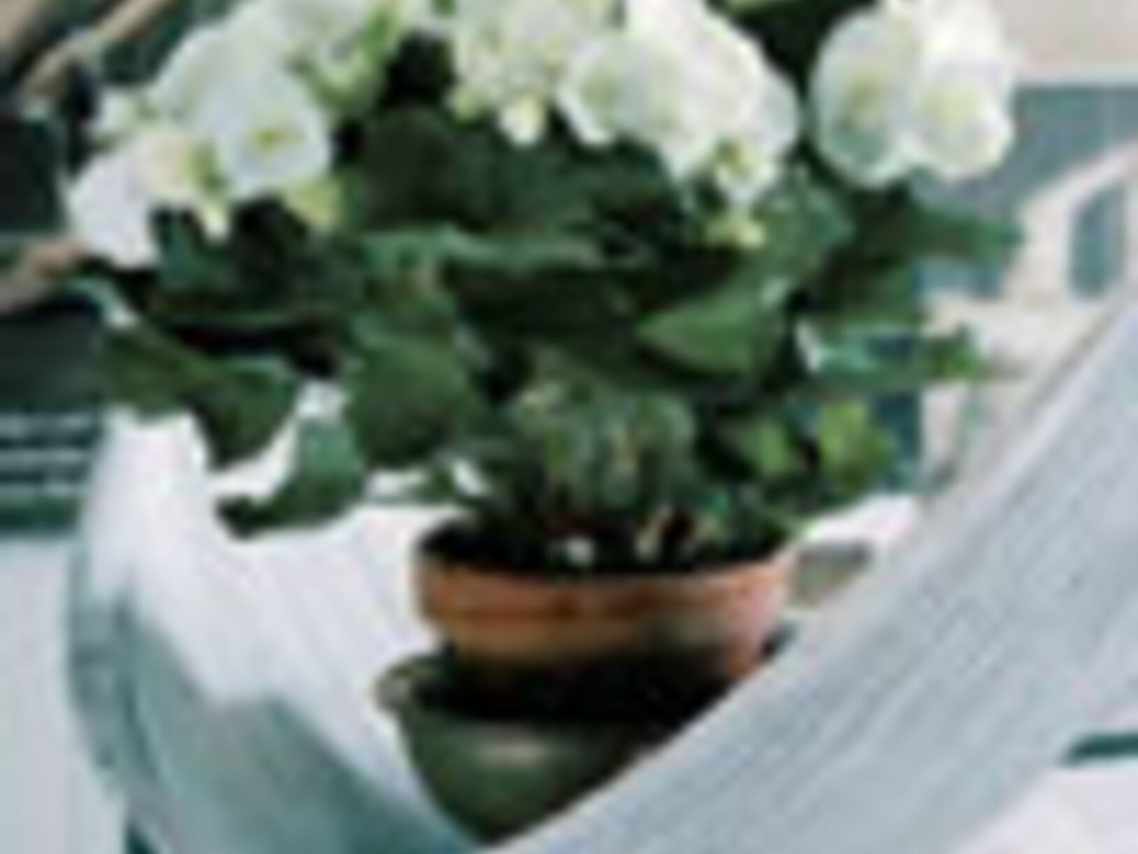 Begonia