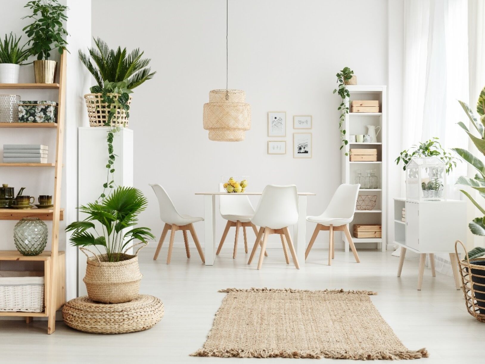 Deze kamerplanten