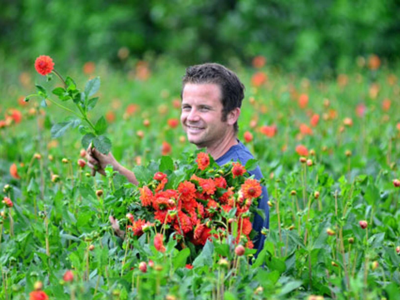 Hollandse zomerbloemen