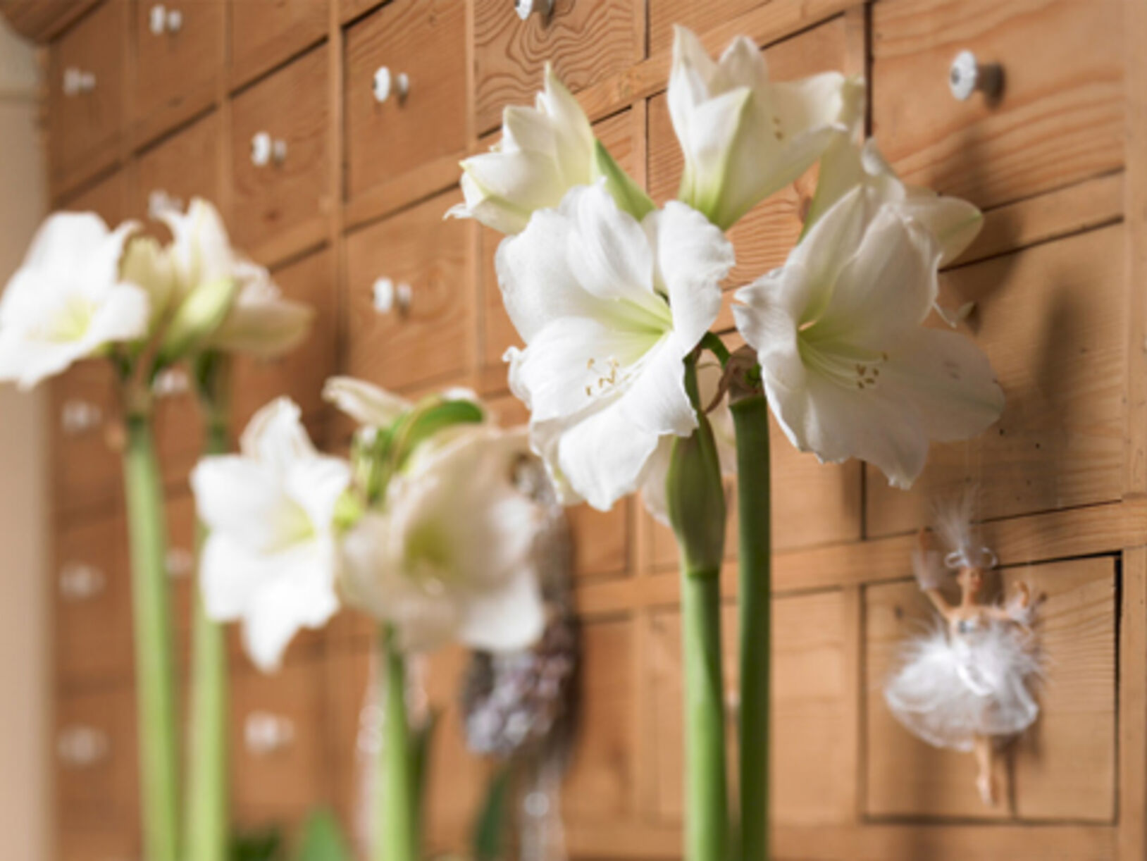 Kleurrijke Amaryllis