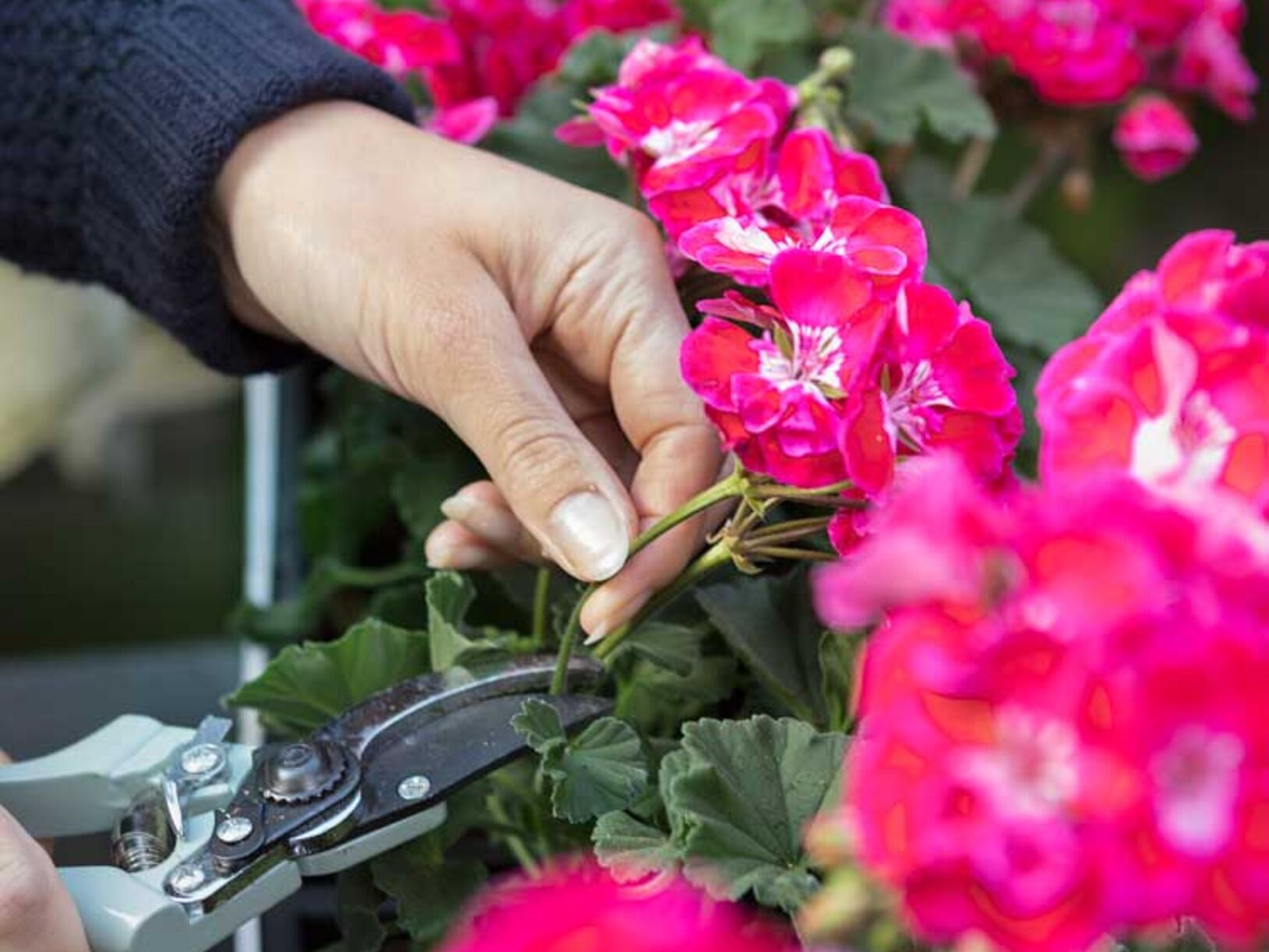 Geraniums