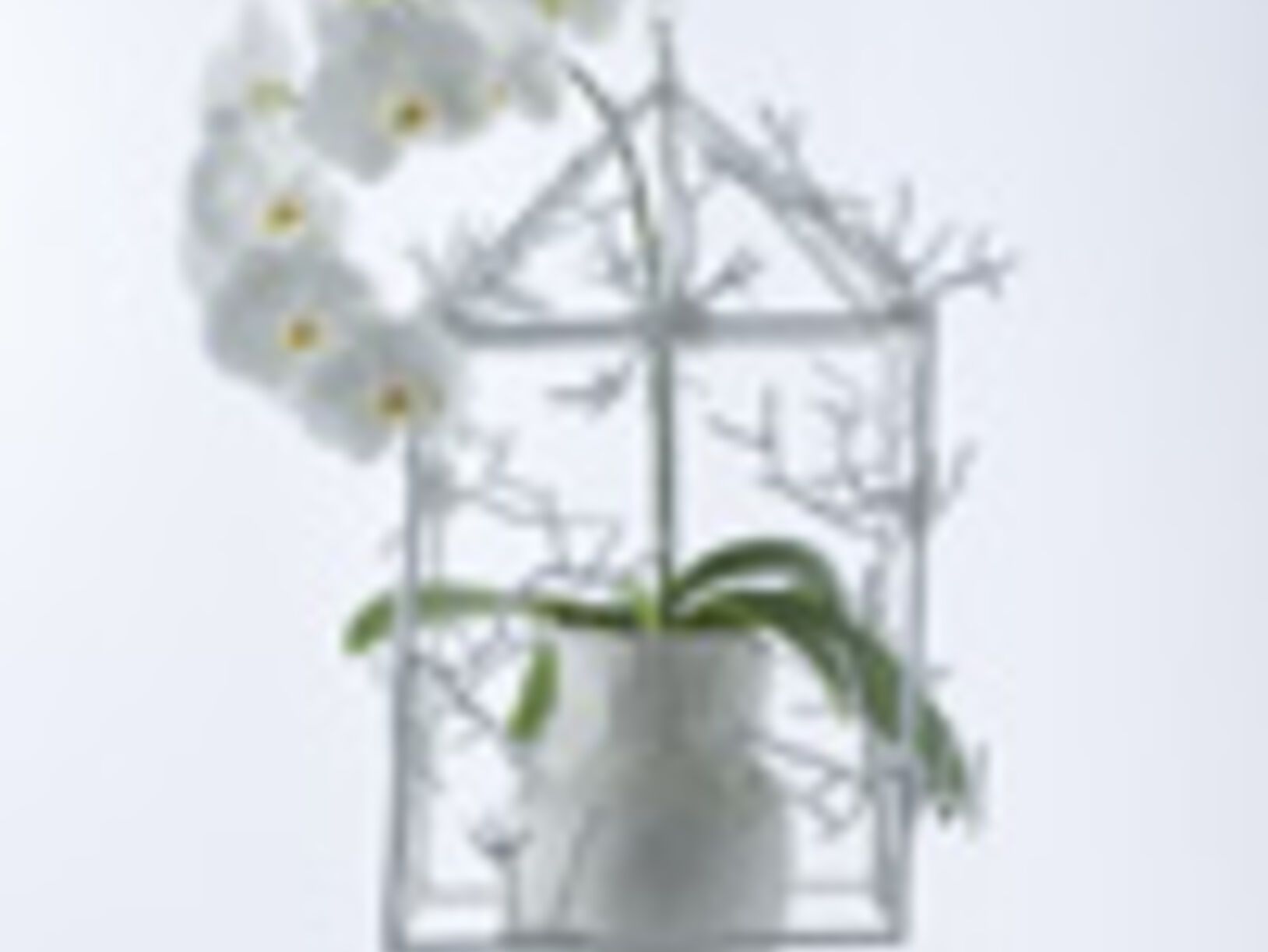 Phalaenopsis
