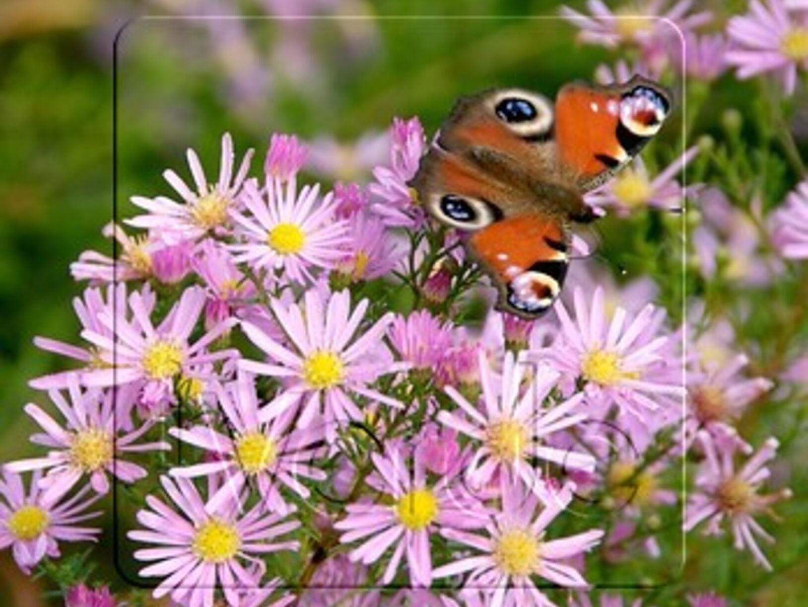Bloeiende tuinplanten?