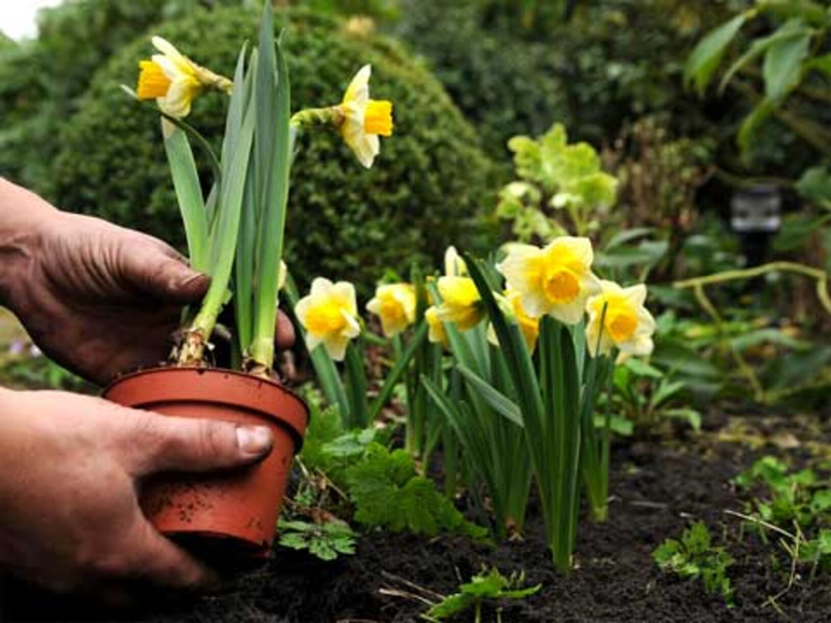 Snelle lente