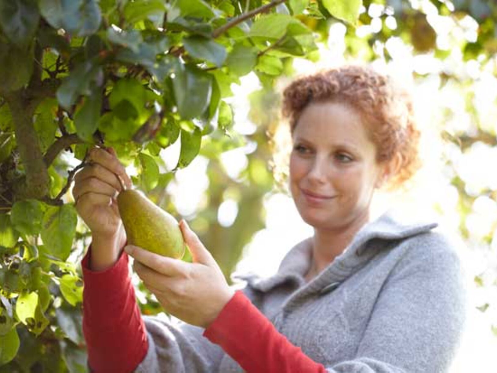 Tuinplant van de Maand augustus: fruitboom