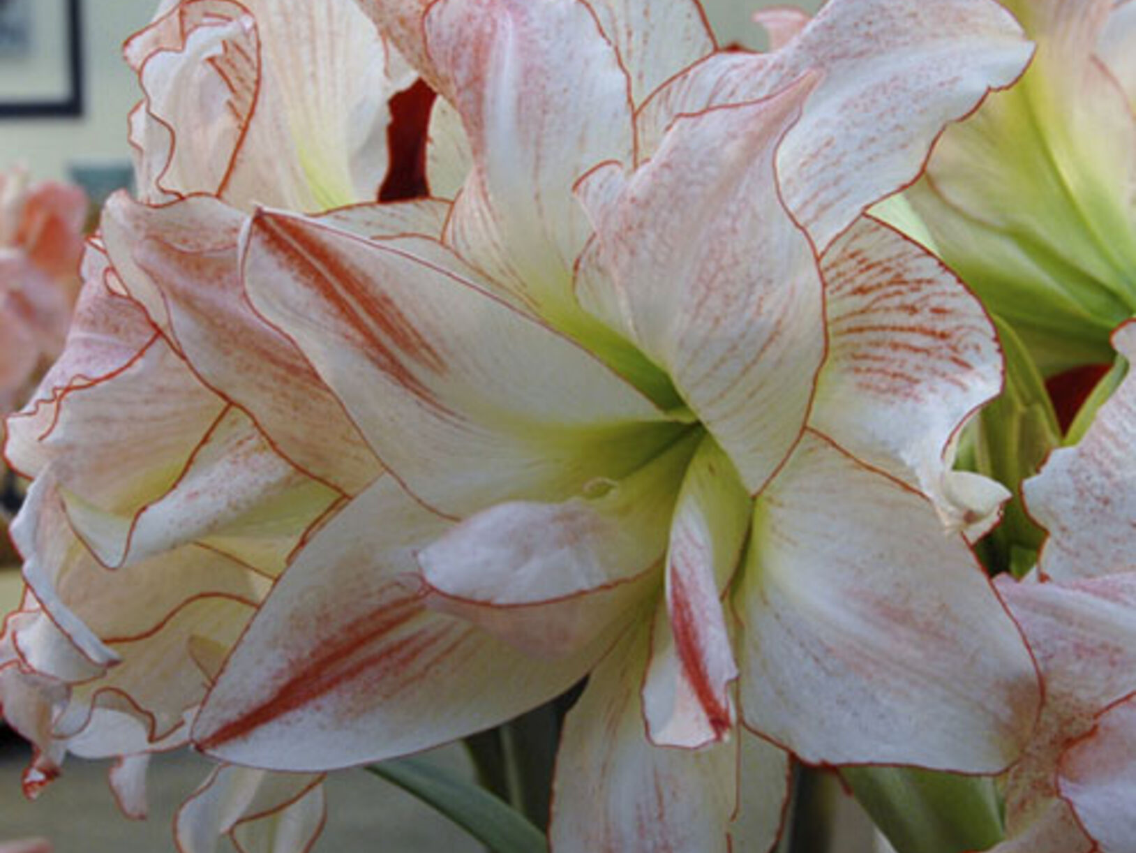 Amaryllis Aphrodite en Glass