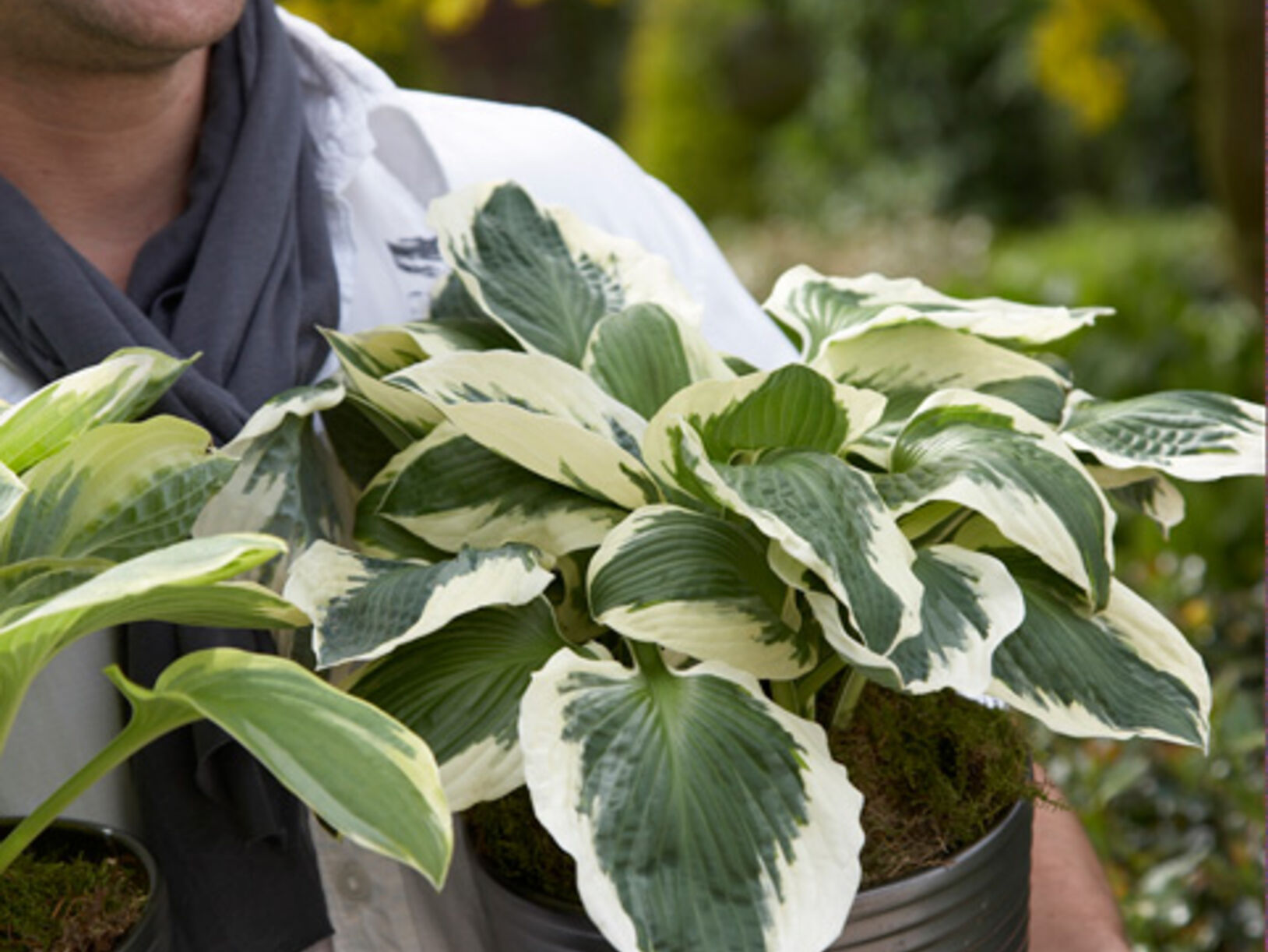 Hosta's op het voorjaarsterras