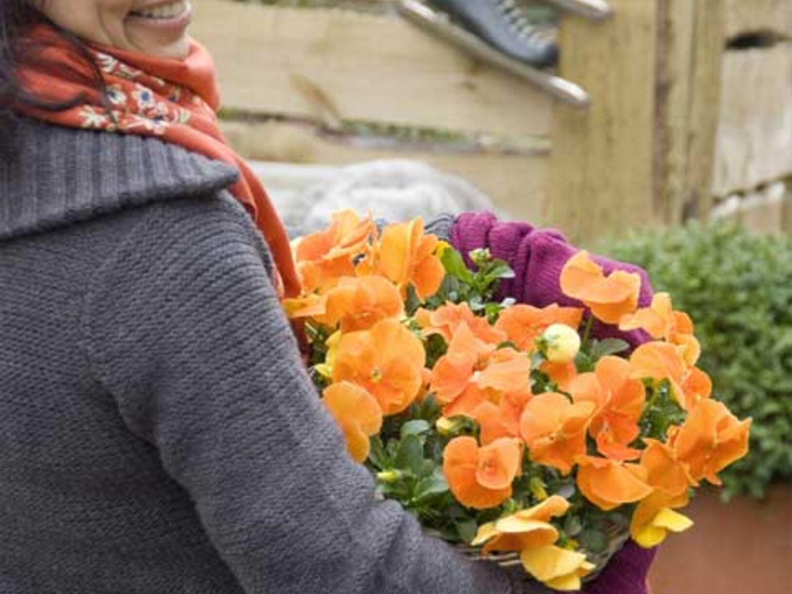 Violen tegen winterblues