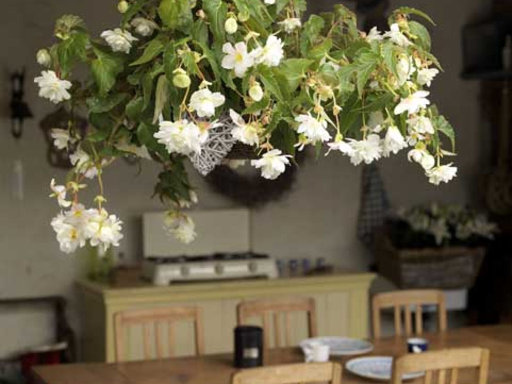 kant en klare begonia’s