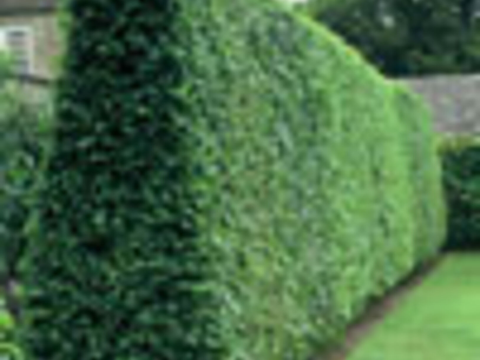 De tuin