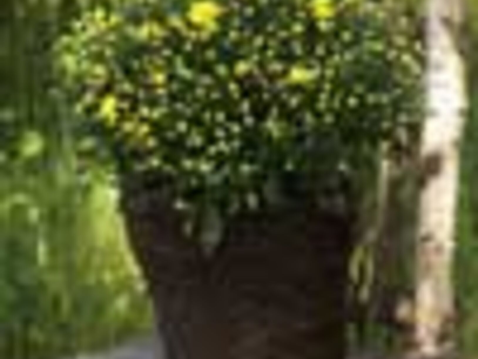 Bochrysanten