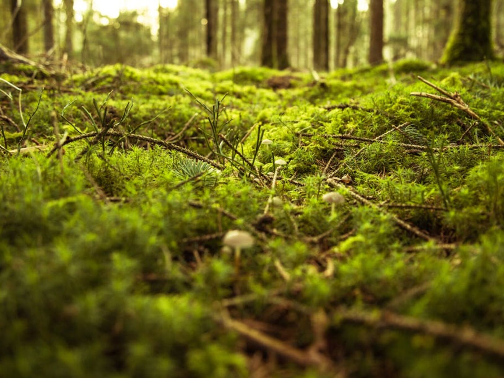 Moss panelen