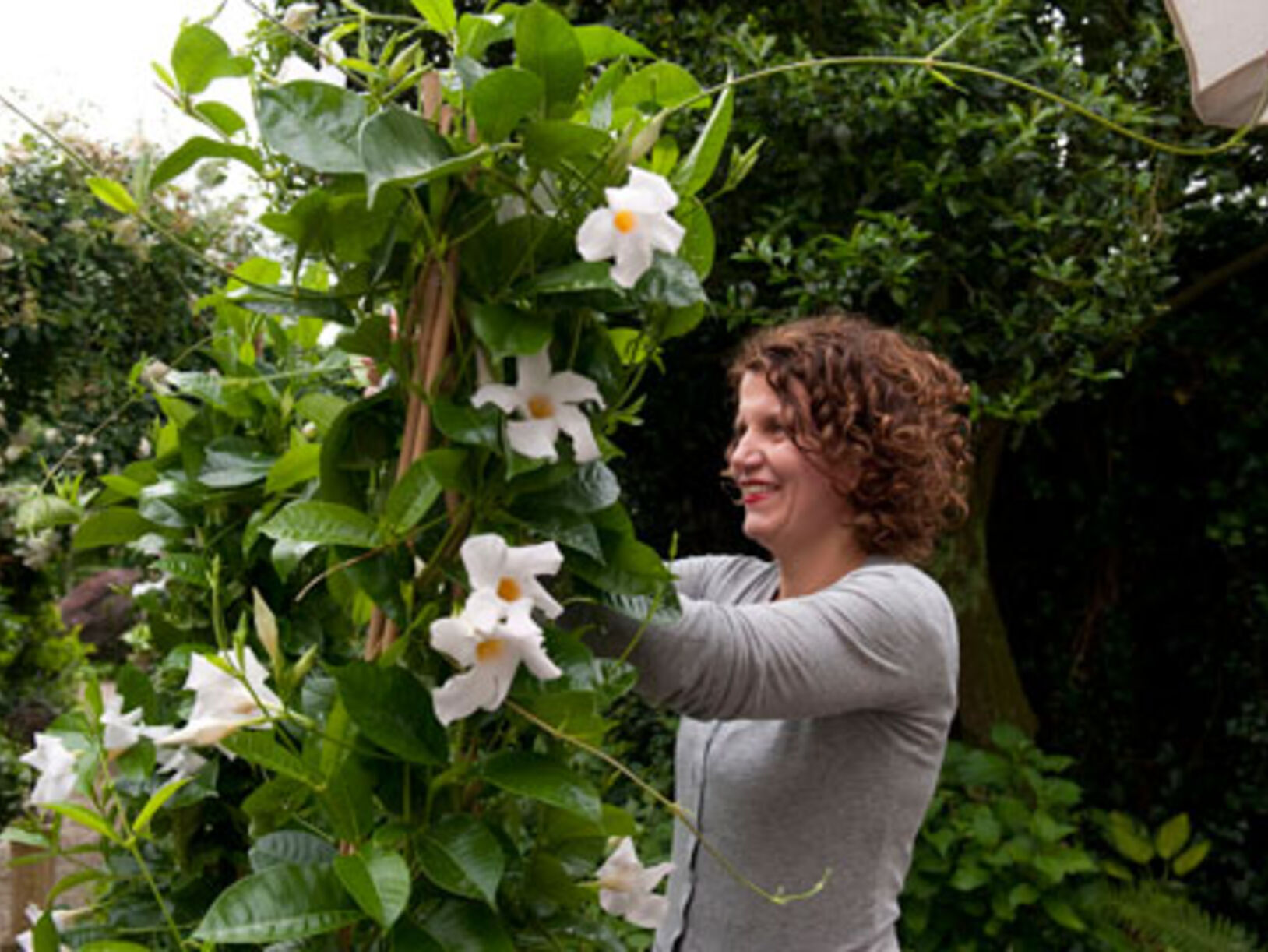 Balkonplant en Terrasplant van het Jaar 2012