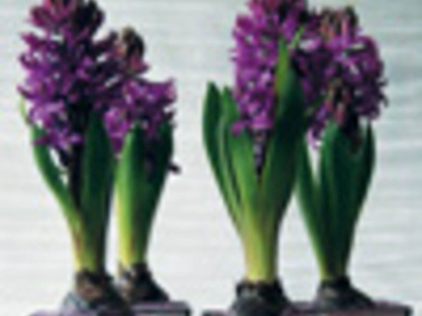 Hyacint Purple Sensation