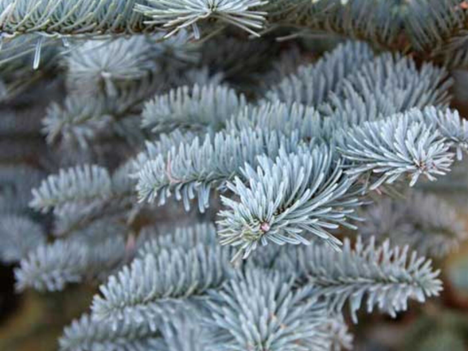 De wintertuin