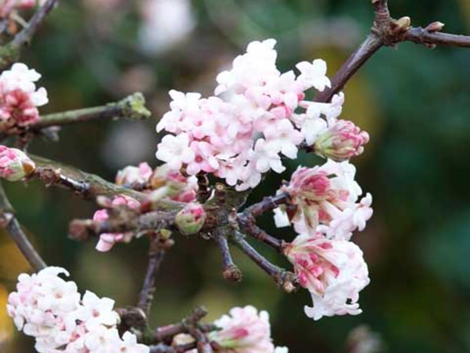 Winterbloemen