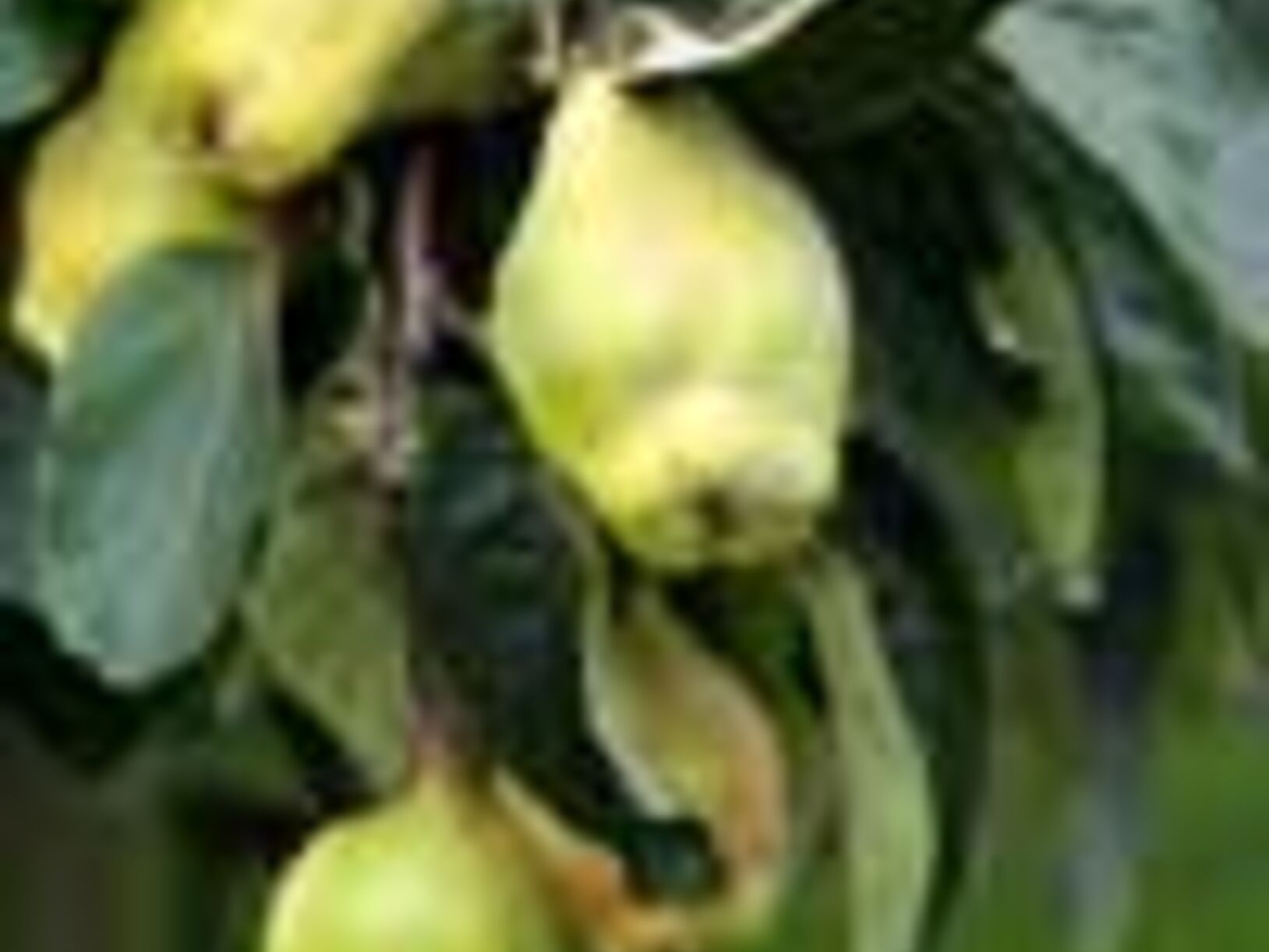 Tuintips voor september