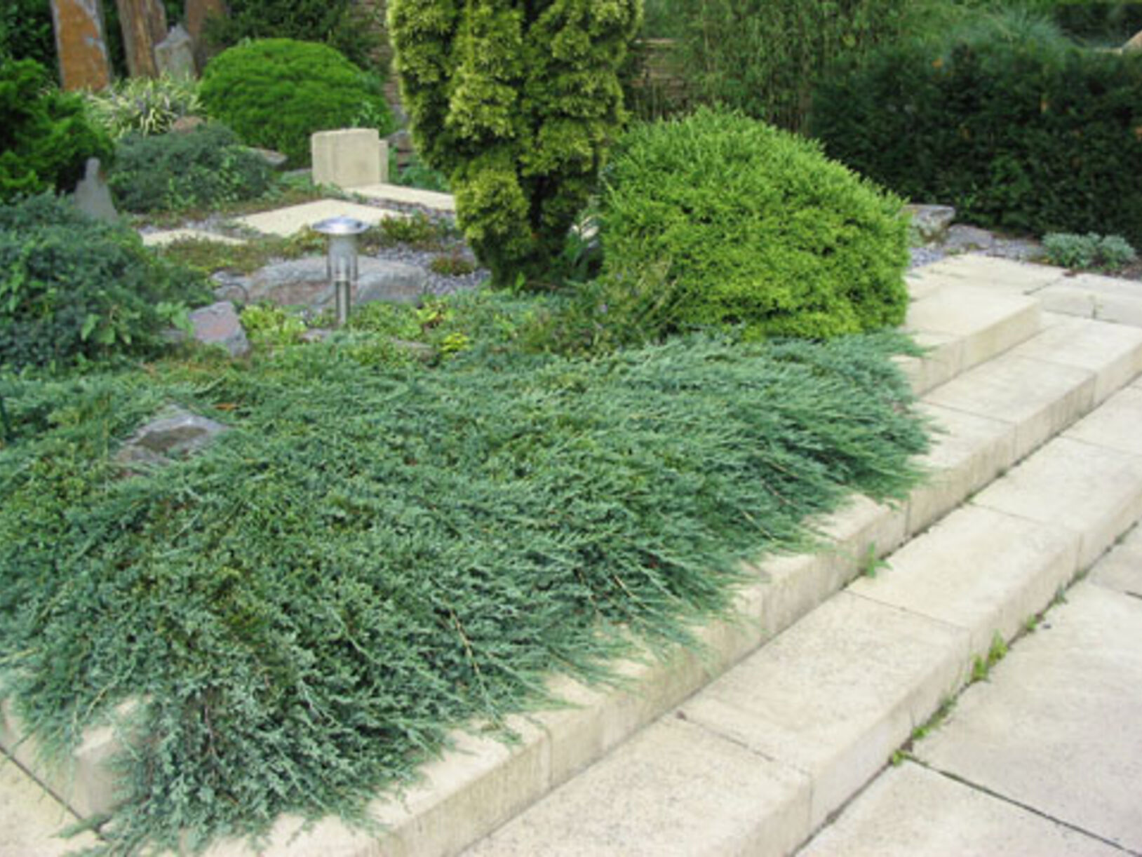 Bodembedekkend siergroen