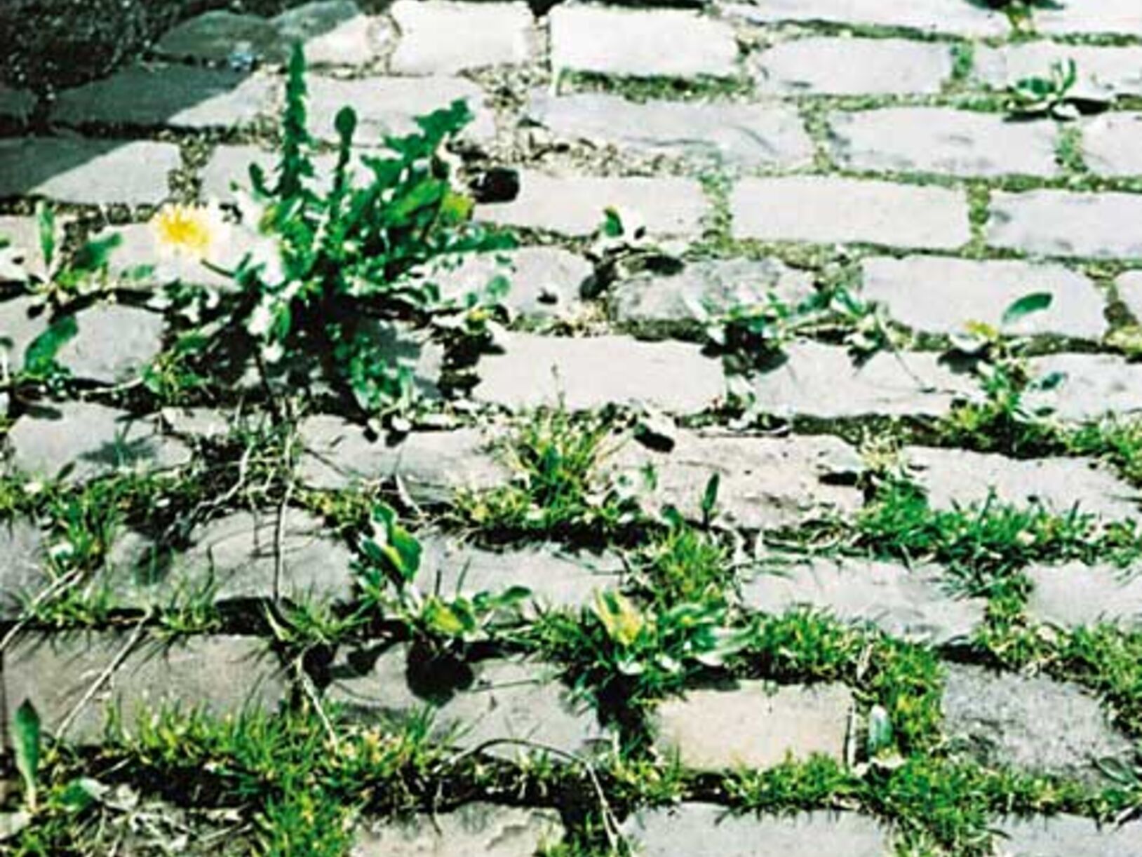 Bayer Garden onkruidbestrijding