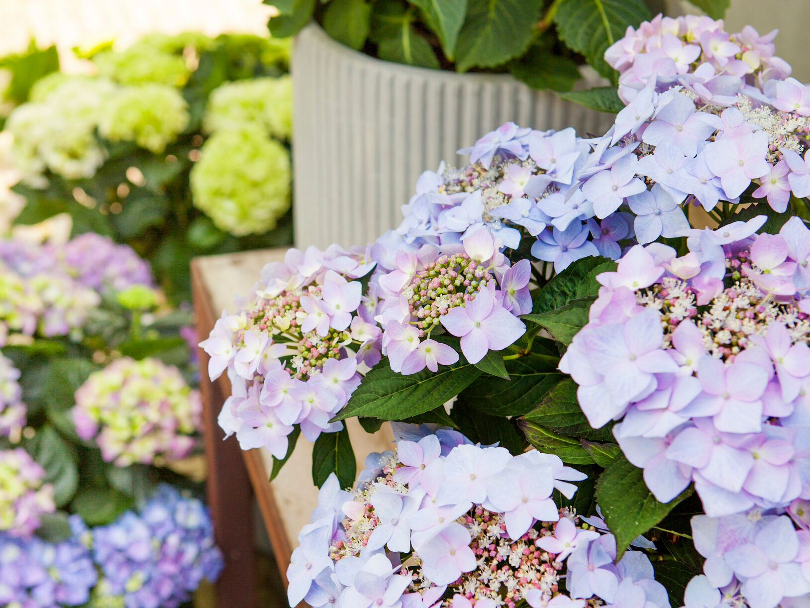 Nieuwe generatie tuinhortensia