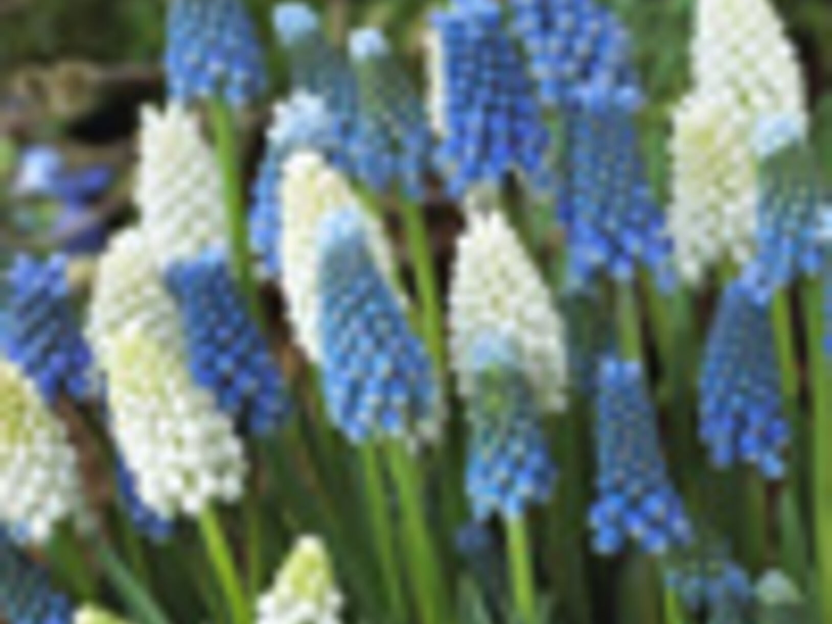 Bloembollen planten