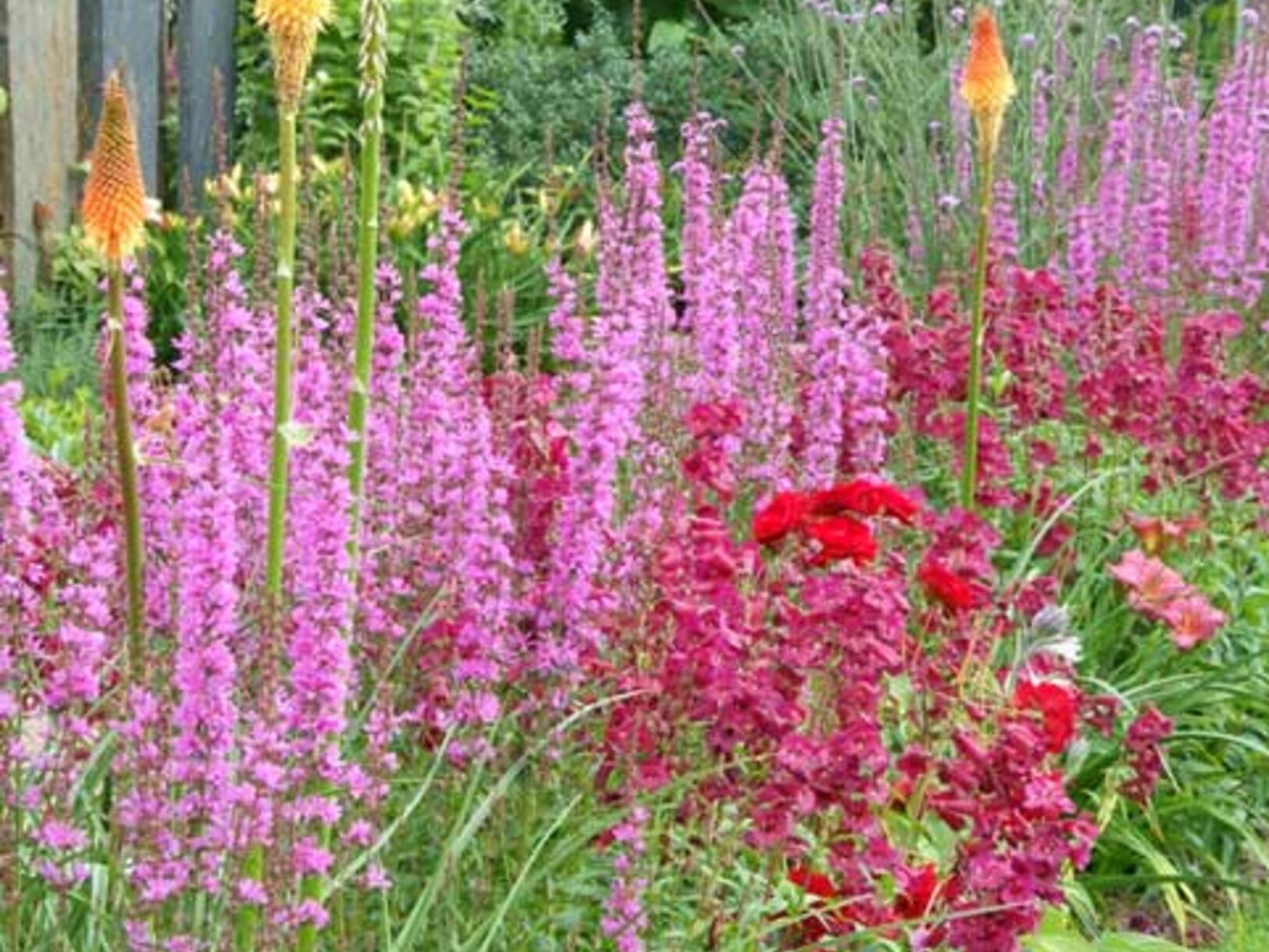 tuin vol bloemen