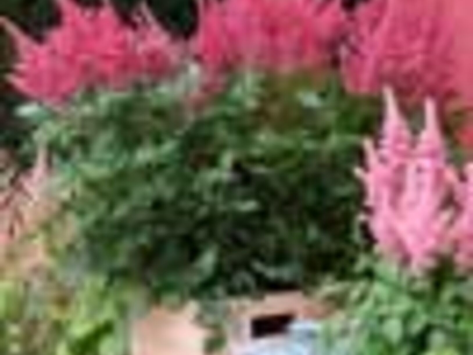Astilbe