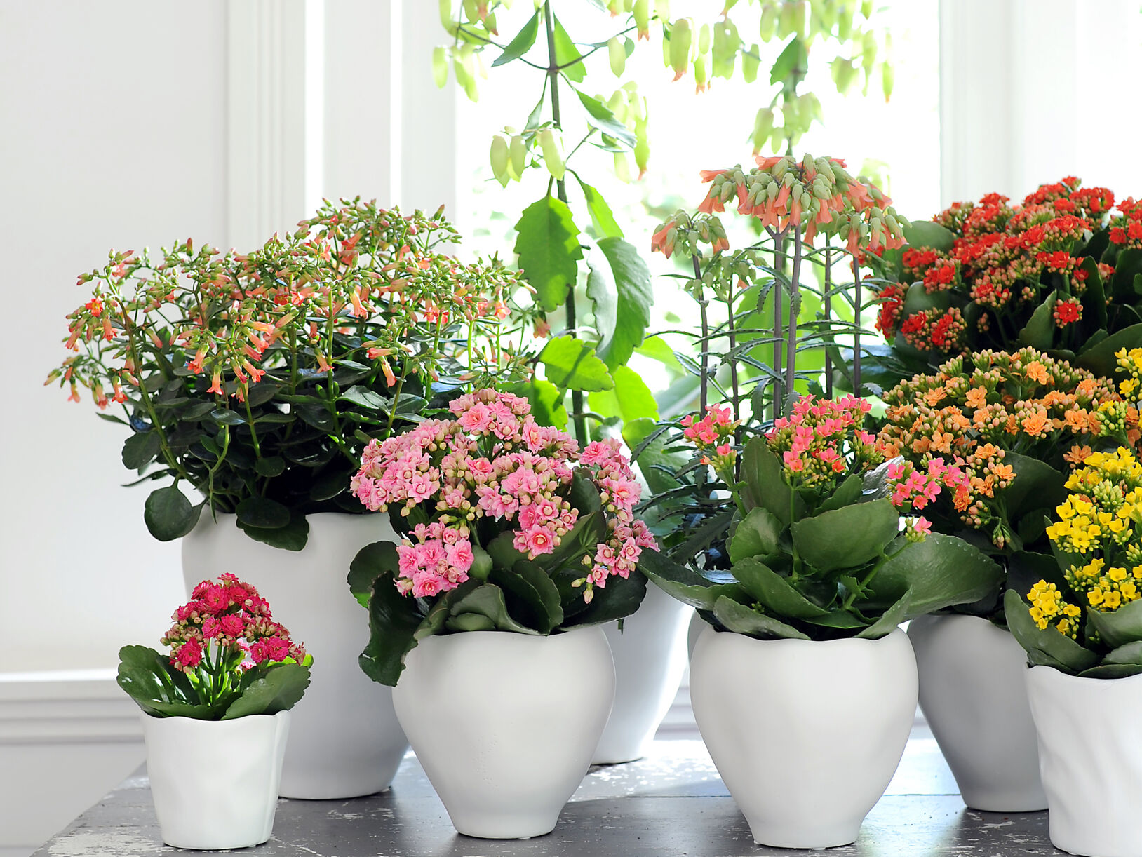 Kalanchoë.