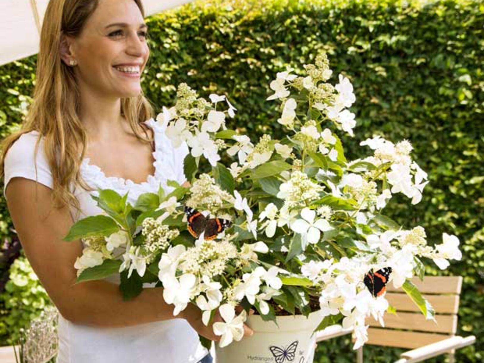 Vrolijke vlinderhortensia