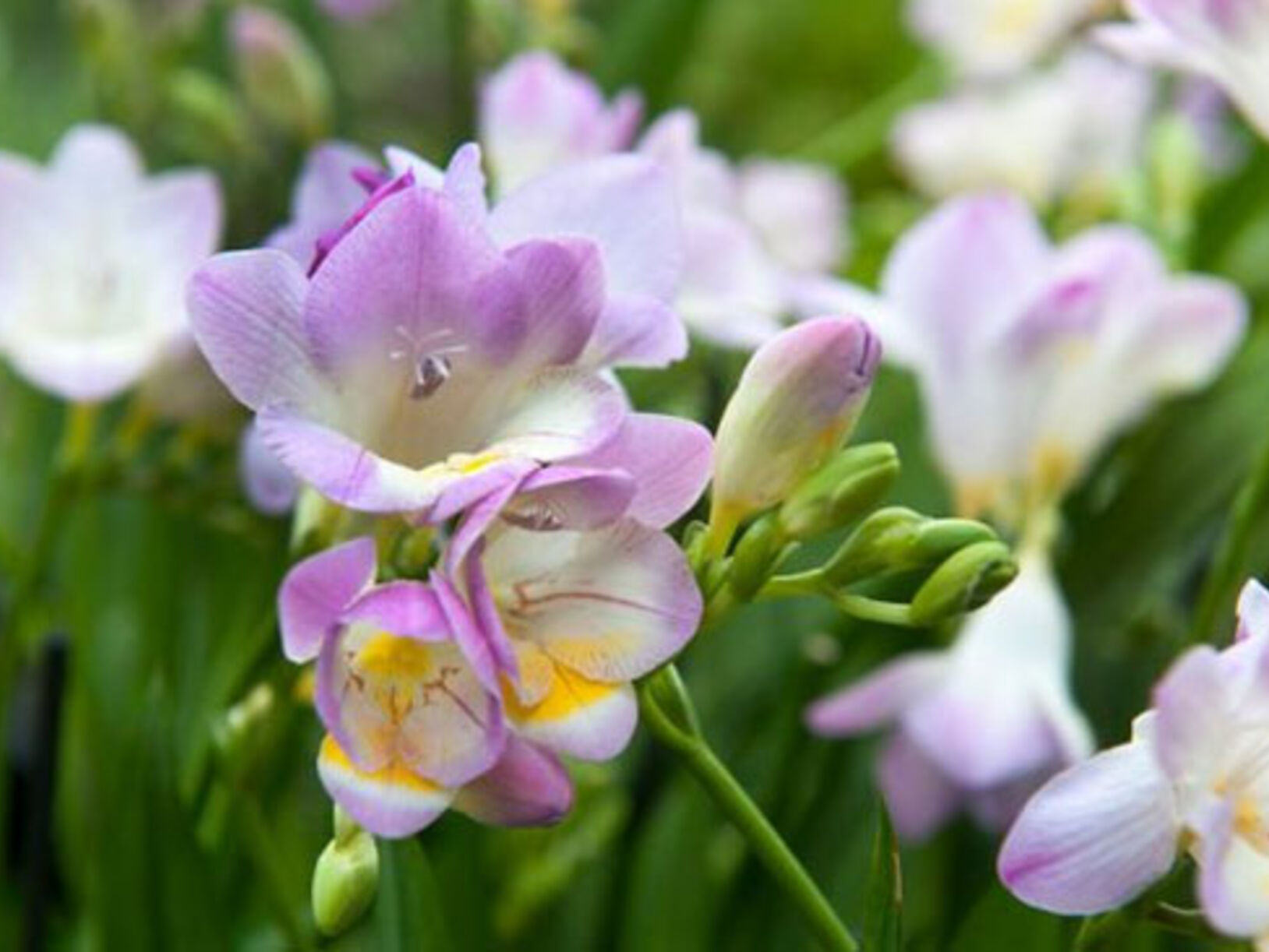 Freesia
