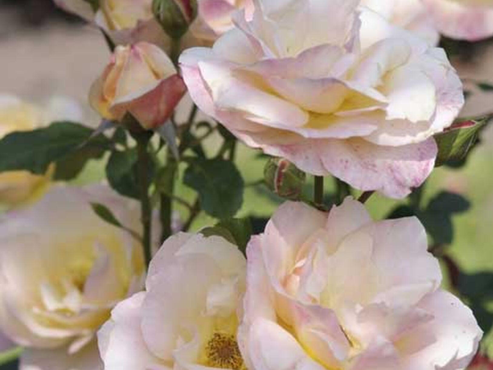 Rozen