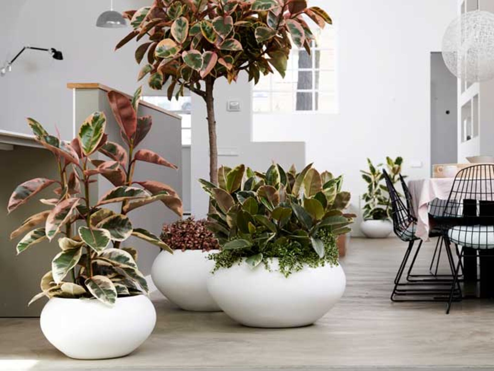 Slaapkamerplanten