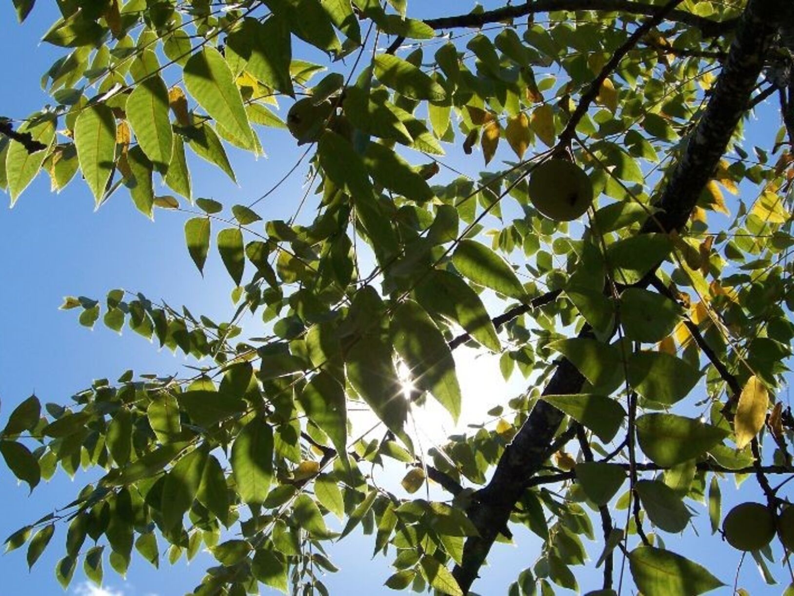 Fruitbomen voor jouw tuin