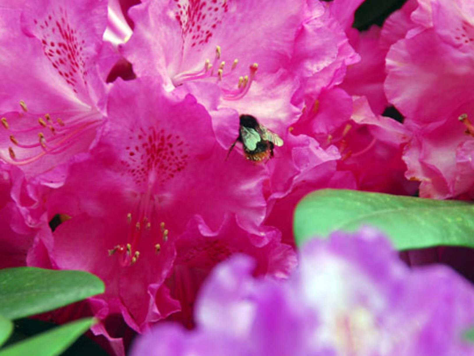 bloeiende rododendrons