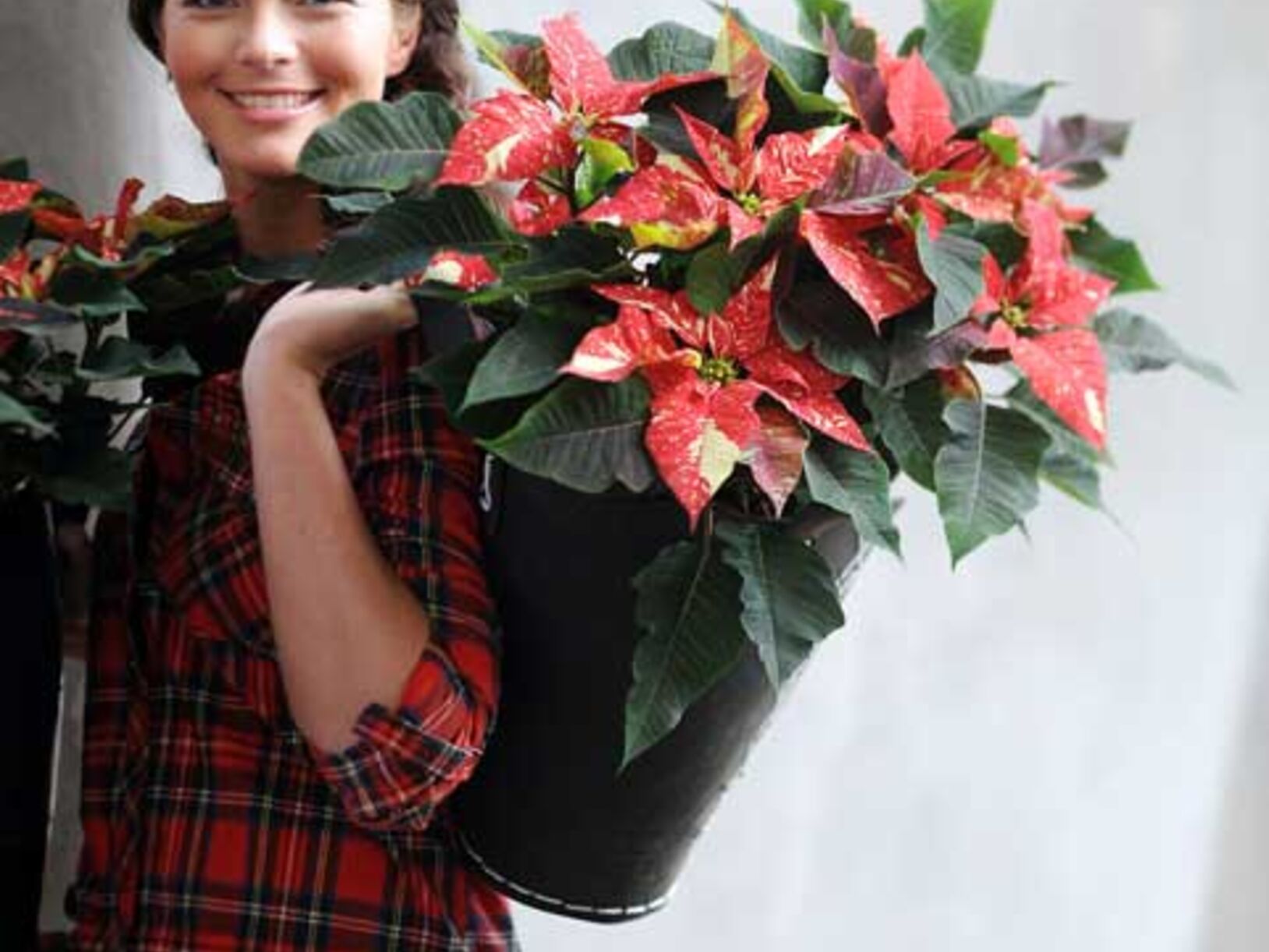Kerstster