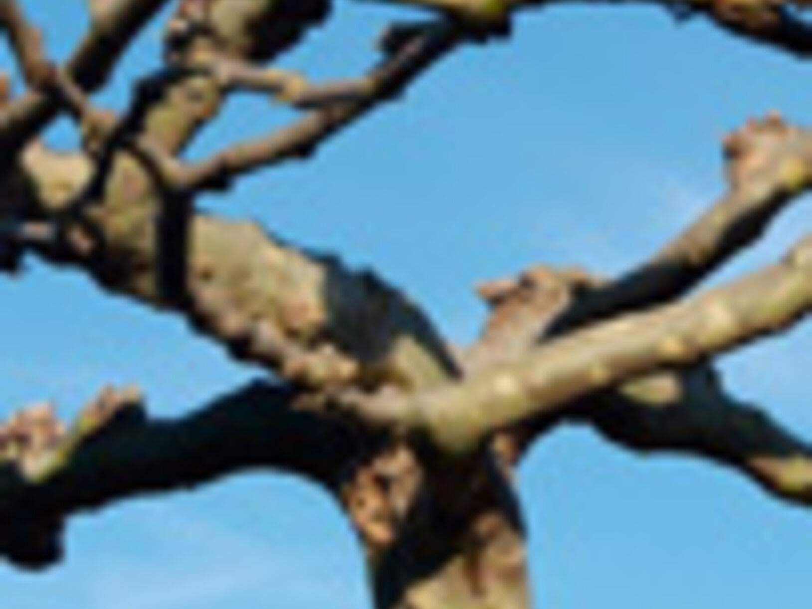 Platanus
