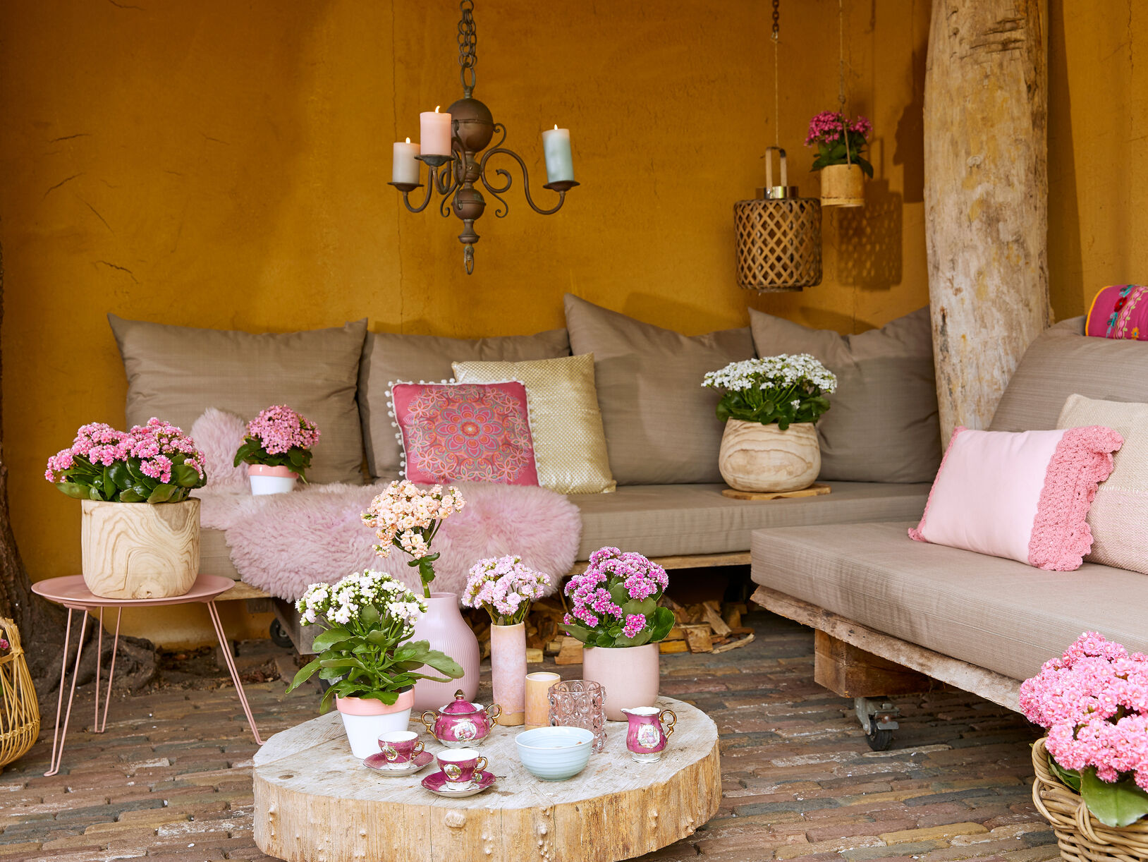 Kalanchoë ‘Garden’