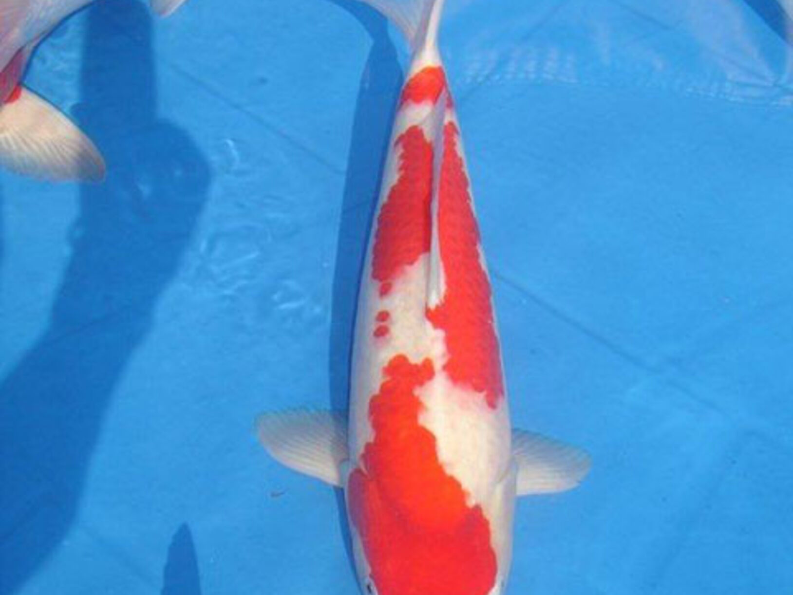 Koi kijken in Appeltern