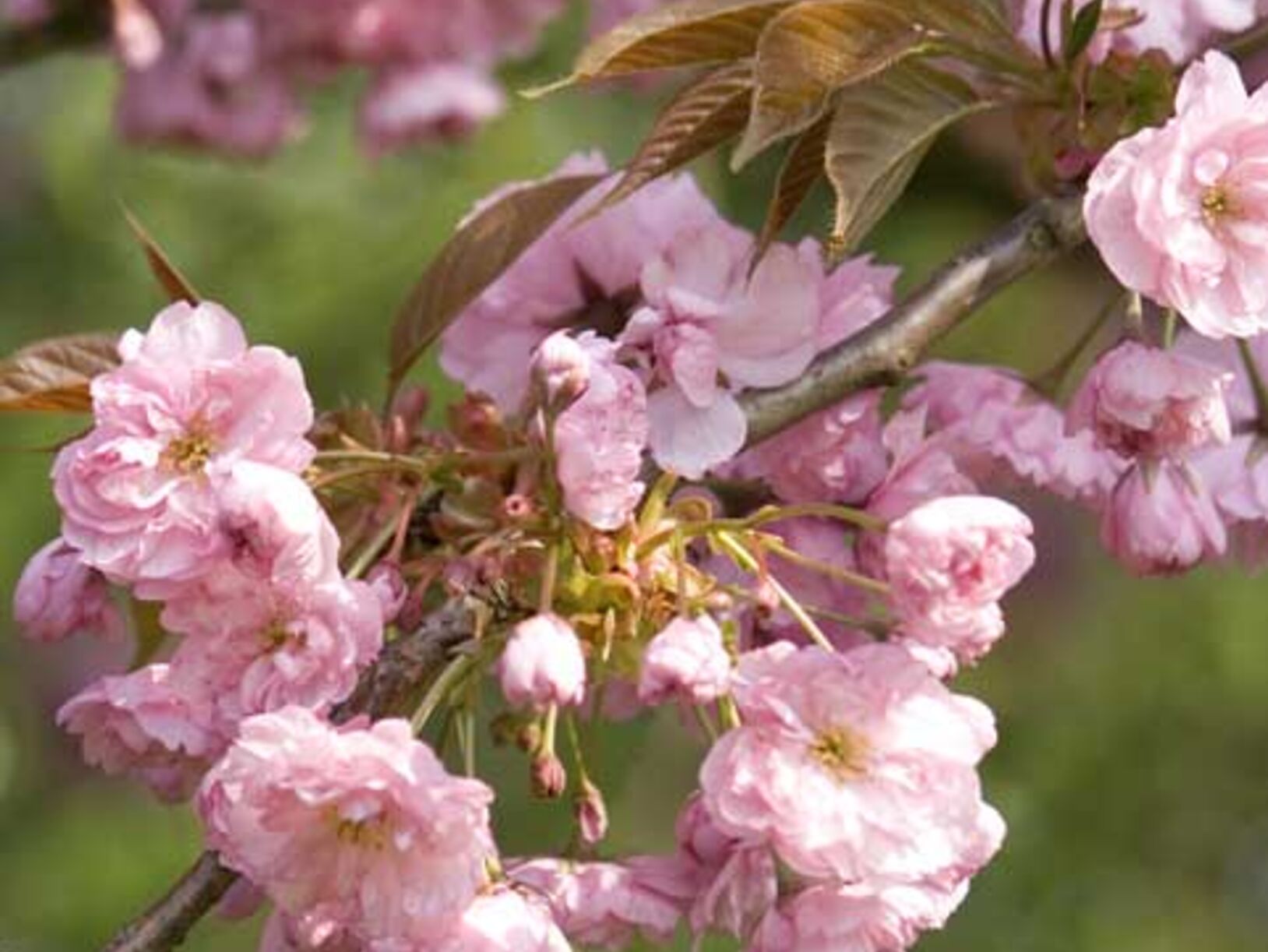 Lente