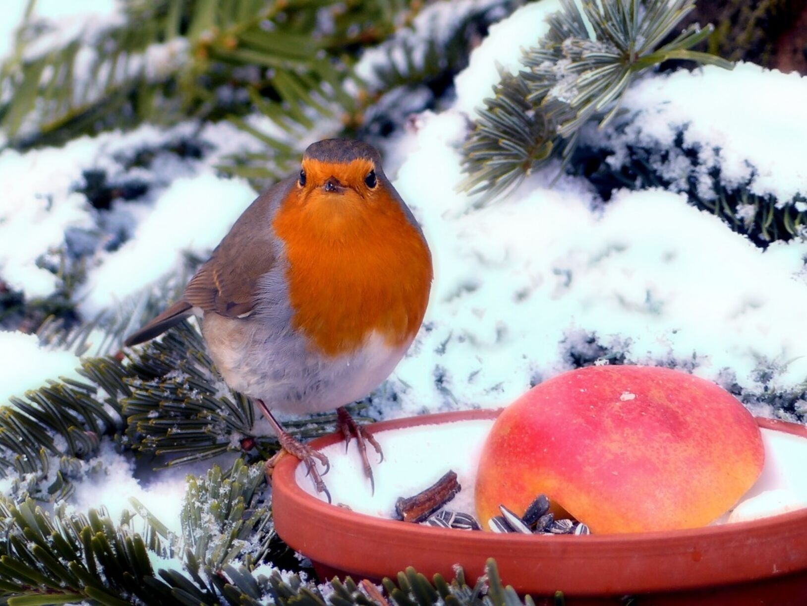 Geniet van je tuin