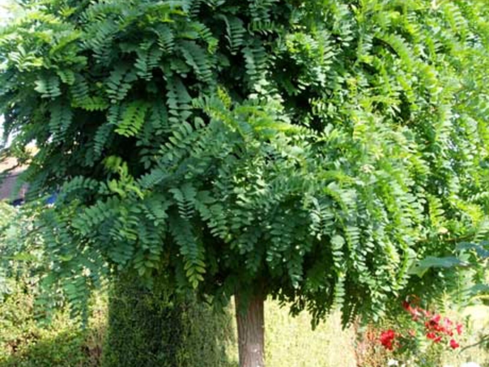 Bomen in de tuin