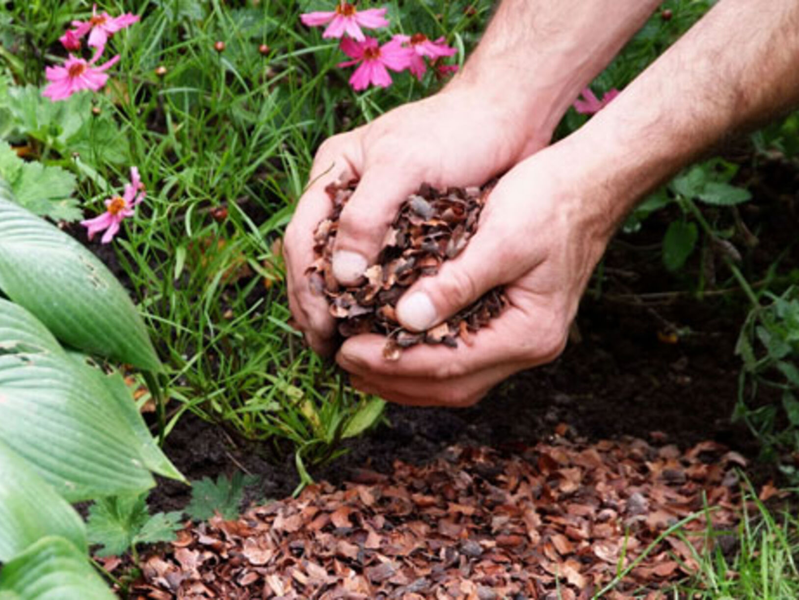 Cacaodoppen als bodembedekker