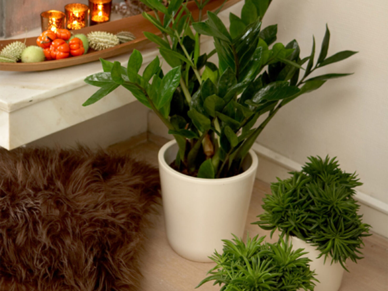 Zamioculcas
