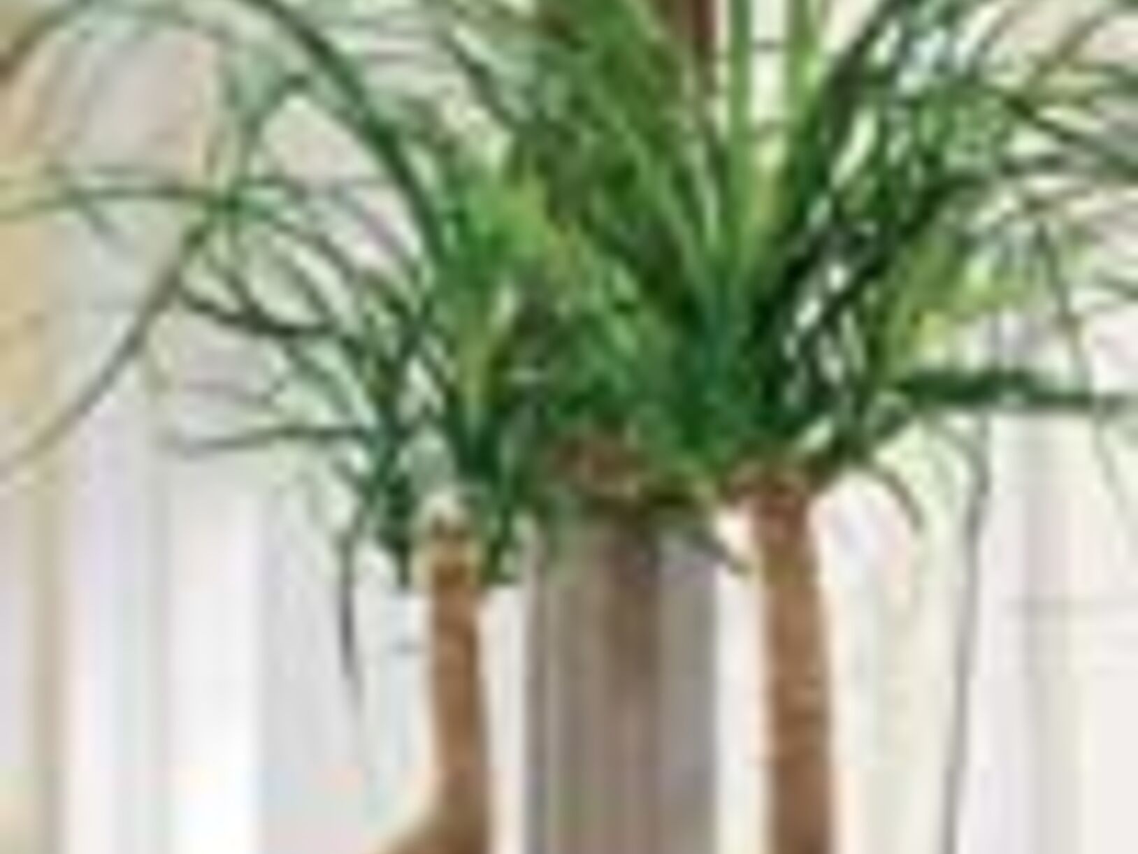 Plant van de maand