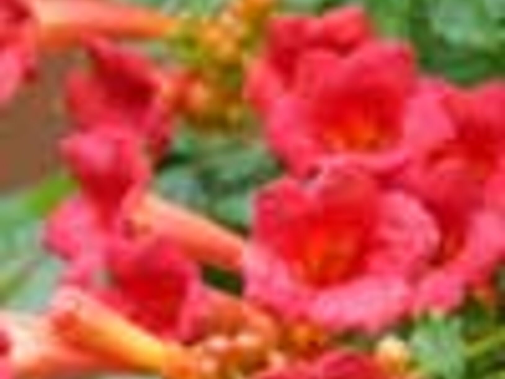 Tuintips voor juli