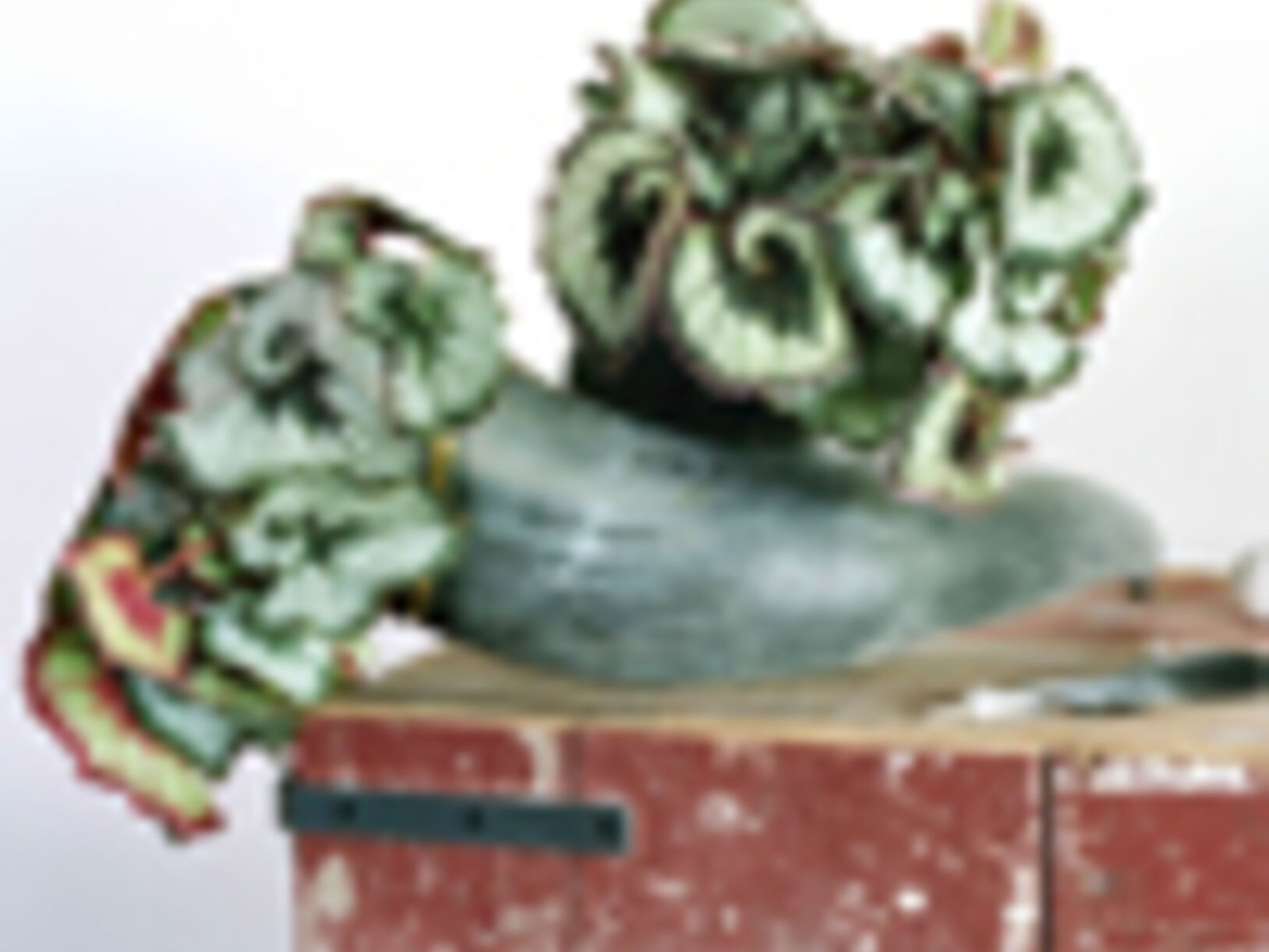 Woonplant van februari