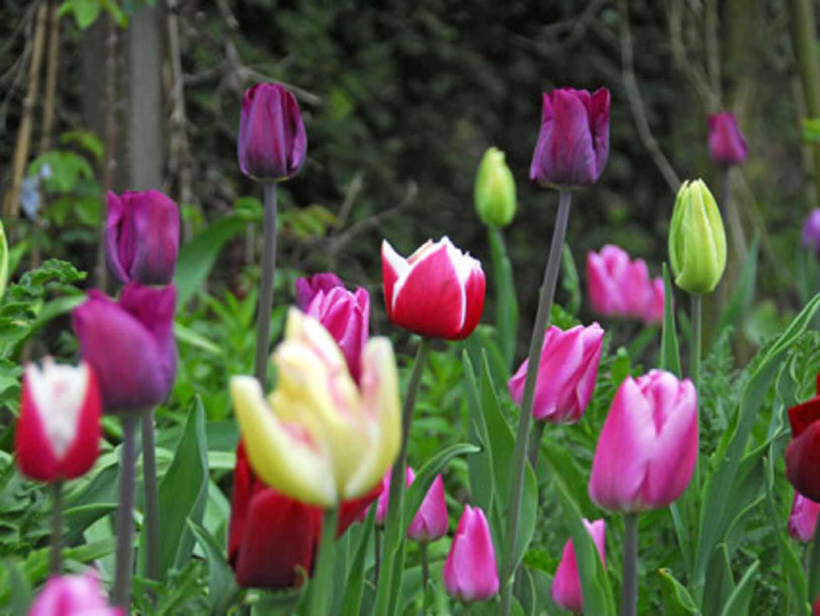 Bloembollen planten