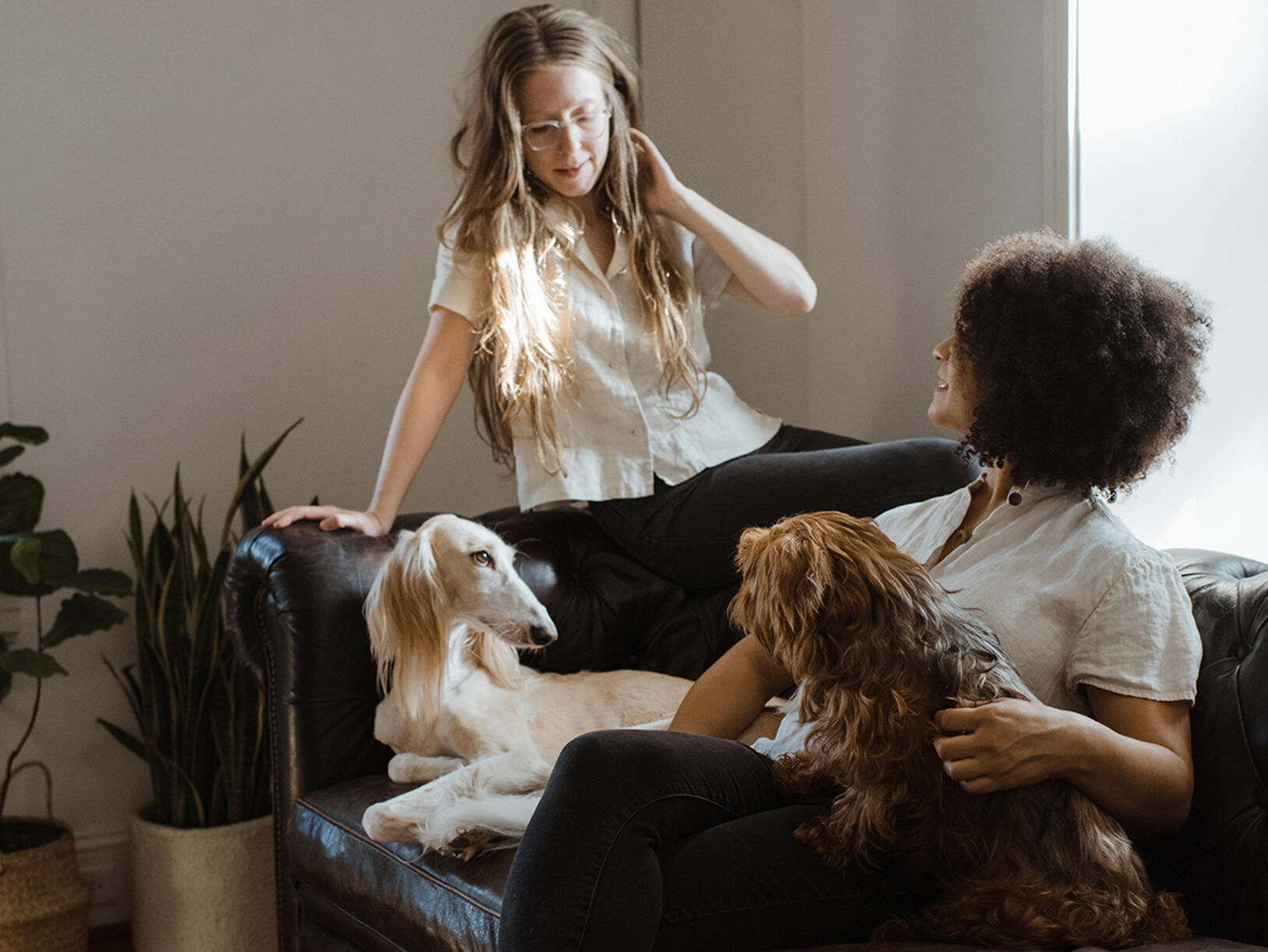 Help mijn hond breekt een vaas